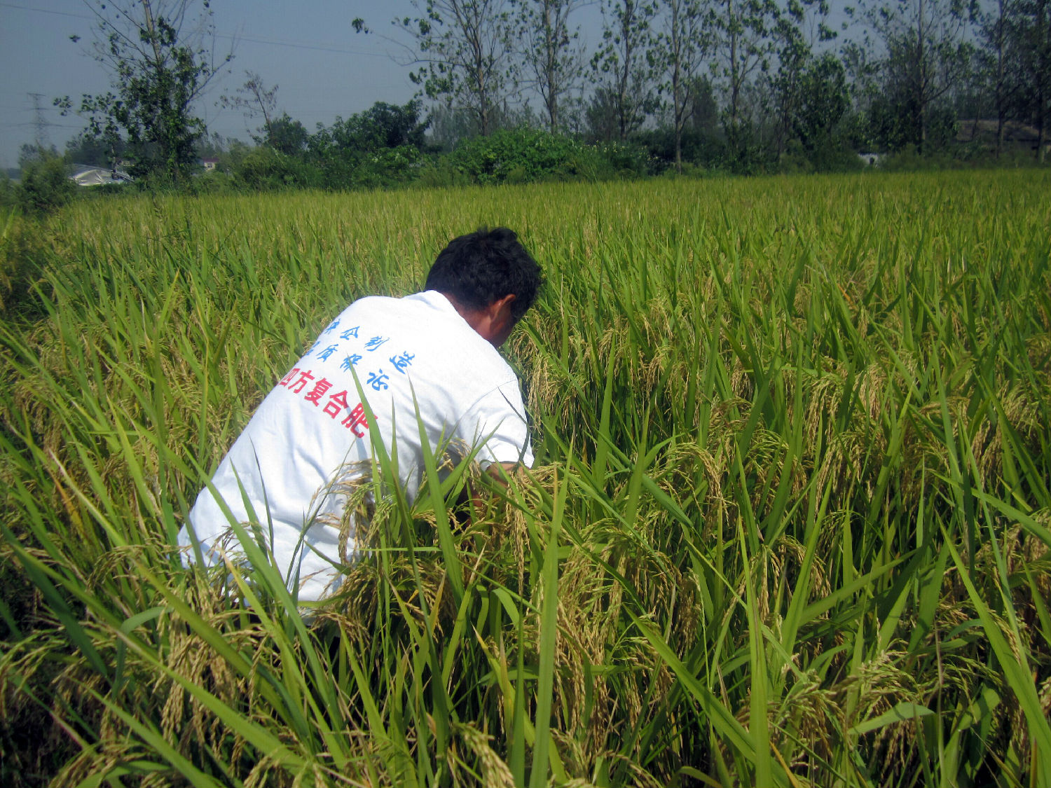 紅四方控失復合肥