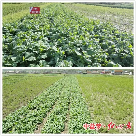 油菜施用紅四方緩釋肥對(duì)比試驗(yàn)圖