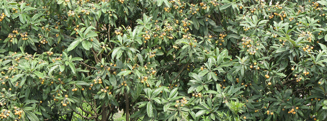 枇杷枝頭笑，紅四方硫酸鉀功勞真不??！