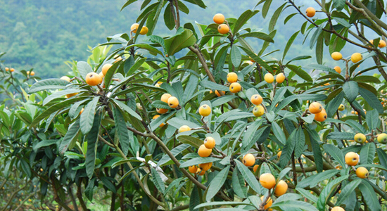 枇杷又大又甜，多虧了紅四方硫酸鉀復合肥！