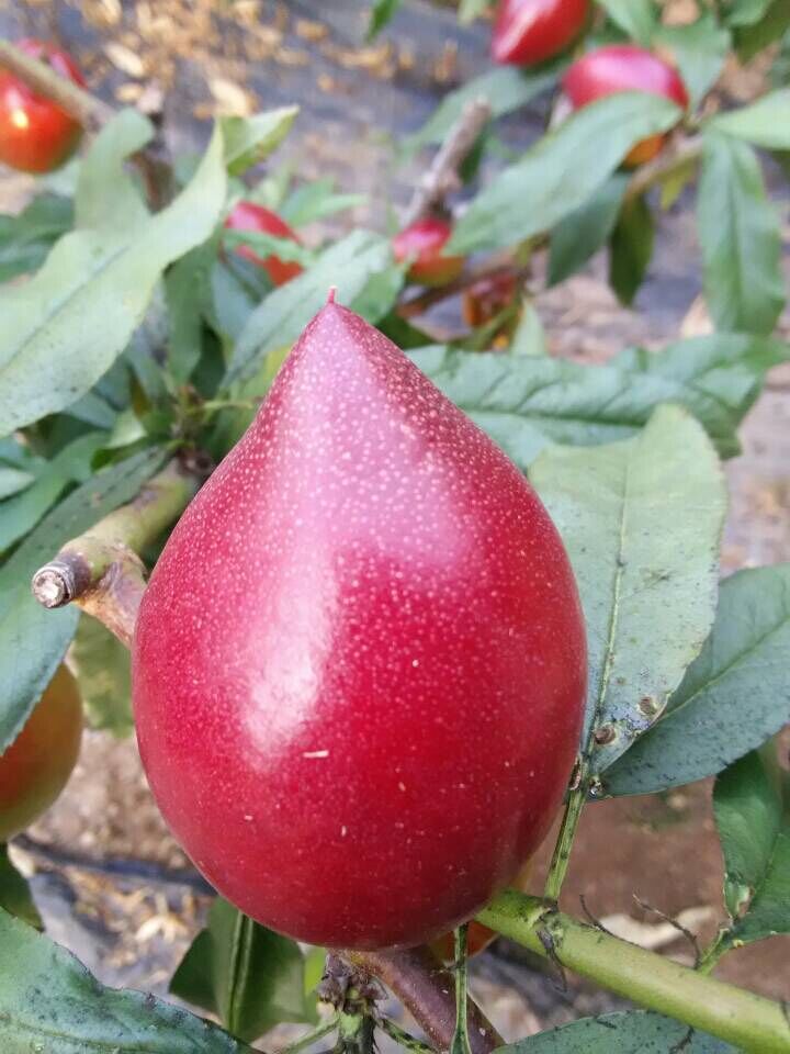 施用紅四方水溶肥后，油桃色澤艷麗，個頭也是竄了不少！