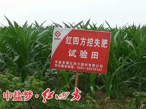 紅四方控失肥試驗田.