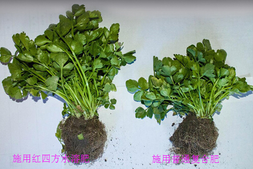 香菜施用紅四方水溶肥對比圖 香菜施用紅四方水溶肥對比圖
