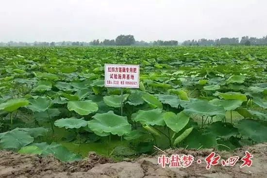 施用紅四方蓮藕專(zhuān)用復(fù)合肥料要注意哪些呢？