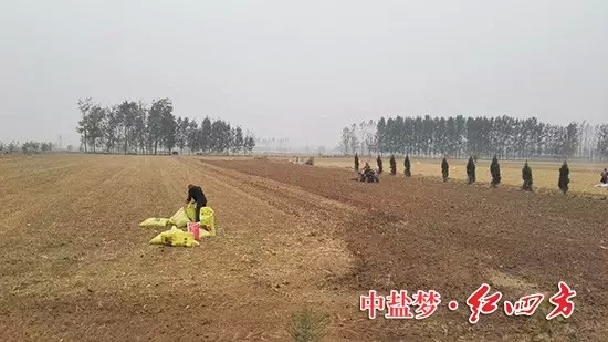 眾里尋它千百度,那肥卻在田間地頭處!--紅四方復合肥 眾里尋它千百度,那肥卻在田間地頭處!--紅四方復合肥