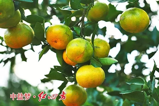 施用紅四方肥料的渣少、汁濃、肉嫩
