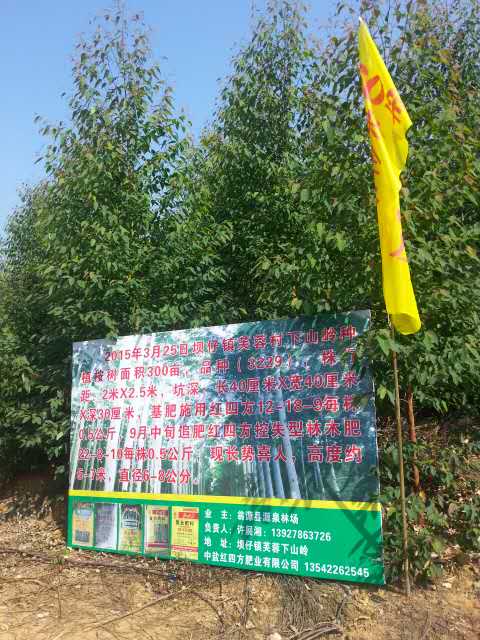 廣東翁源桉樹(shù)種植選擇紅四方桉樹(shù)專用肥！生長(zhǎng)速度快。
