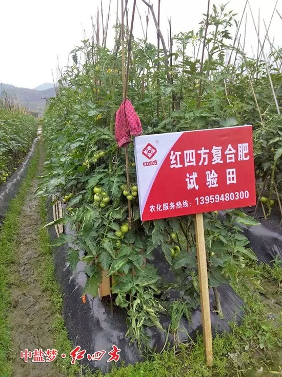西紅柿掛滿枝，一派綠意盎然