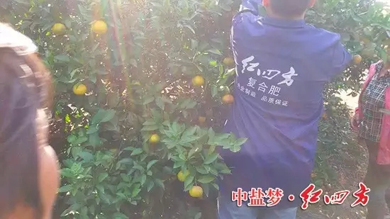 今年桔子大豐收，產量翻番，鄉親們都來嘗嘗