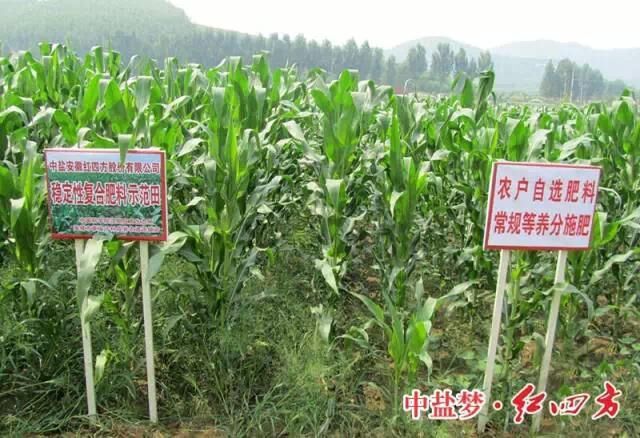 穩定性肥料在玉米上增產明顯 穩定性肥料在玉米上增產明顯