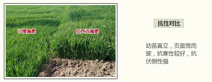 紅四方小麥抗病性強
