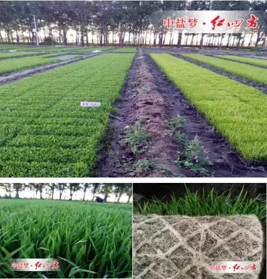 天津市寶坻區黃莊鎮小辛碼頭村水稻秧苗用了紅四方45%（24-14-7）增效控失肥后，根系更加發達，葉片更加濃綠，長勢旺盛。