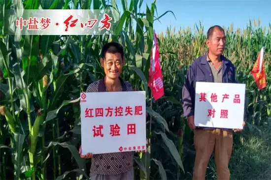 農戶在使用了紅四方48%（26-10-12）增效控失肥之后，望著身后濃綠的玉米葉片和碩大的玉米棒，不禁喜笑顏開。
