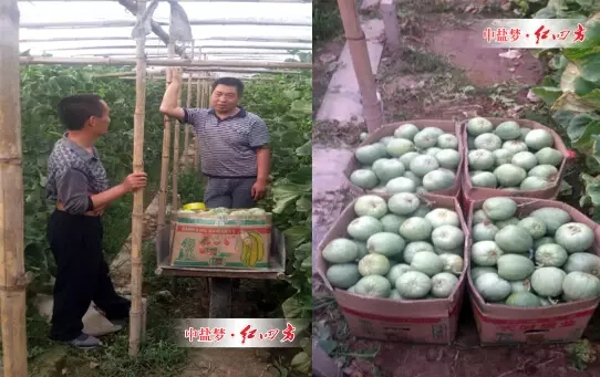 當地種植大戶底肥使用了紅四方51%（17-17-17）純硫酸鉀雙硫基含硝態氮，追肥使用了紅四方45%（16-5-24）高塔硝硫基，每7-10天滴灌或者噴施一次紅四方140-75-285+2B+1Zn+60有機質液體懸浮水溶肥.