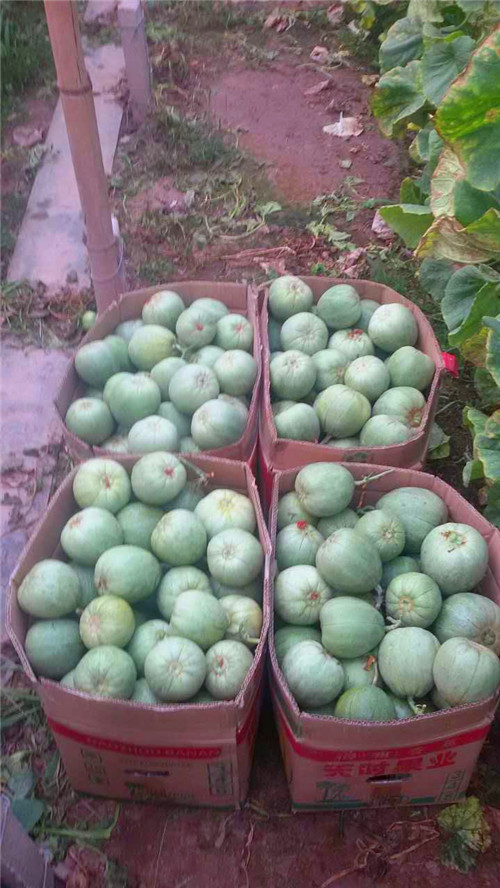 天津地區(qū)菜農(nóng)、瓜農(nóng)認可紅四方水溶肥品牌