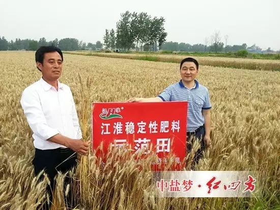 紅四方江淮穩(wěn)定肥示范田