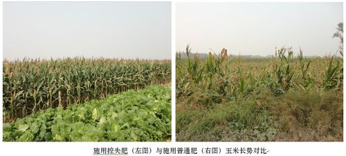 玉米專用肥肥效對比 玉米專用肥肥效對比