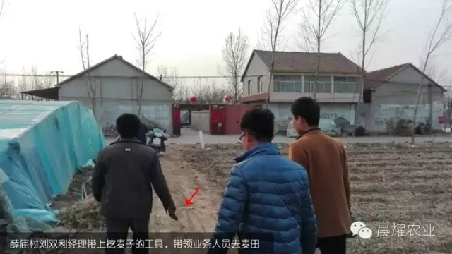 薛廟村劉雙利經理帶上挖麥子工具,前去觀摩小麥肥田塊觀摩. 薛廟村劉雙利經理帶上挖麥子工具,前去觀摩小麥肥田塊觀摩.