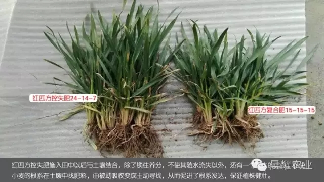 紅四方控失肥45%(24-14-7)與平衡肥施肥效果對比。 紅四方控失肥45%(24-14-7)與平衡肥施肥效果對比。
