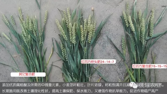 紅四方控失肥與平衡肥與其他復合肥小麥長勢對比. 紅四方控失肥與平衡肥與其他復合肥小麥長勢對比.