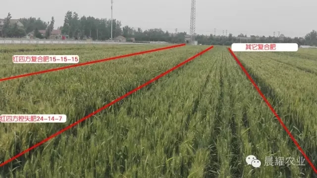 紅四方小麥控失肥與平衡肥對比效果. 紅四方小麥控失肥與平衡肥對比效果.