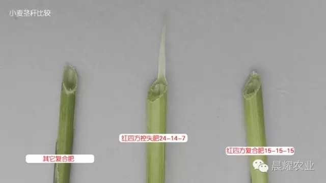 施用控失肥的麥穗粗大籽粒飽滿。 施用控失肥的麥穗粗大籽粒飽滿。
