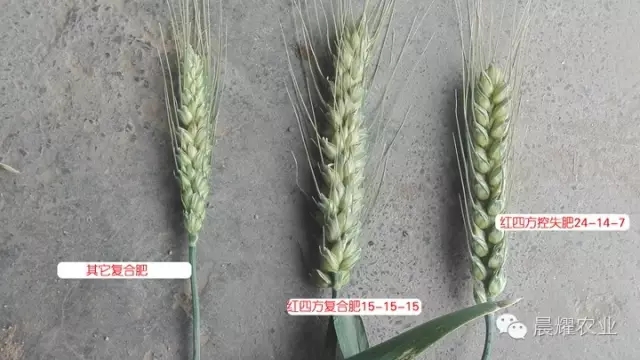 添加優質腐殖酸及所需的中微量元素,小麥莖稈粗壯,葉片濃綠,籽粒飽滿并且減少因缺素引起的病害。長期施用既改善土壤理化性狀,提高土壤保肥、保水能力,又增強作物抗旱能力,促進作物穩產高產。 添加優質腐殖酸及所需的中微量元素,小麥莖稈粗壯,葉片濃綠,籽粒飽滿并且減少因缺素引起的病害。長期施用既改善土壤理化性狀,提高土壤保肥、保水能力,又增強作物抗旱能力,促進作物穩產高產。