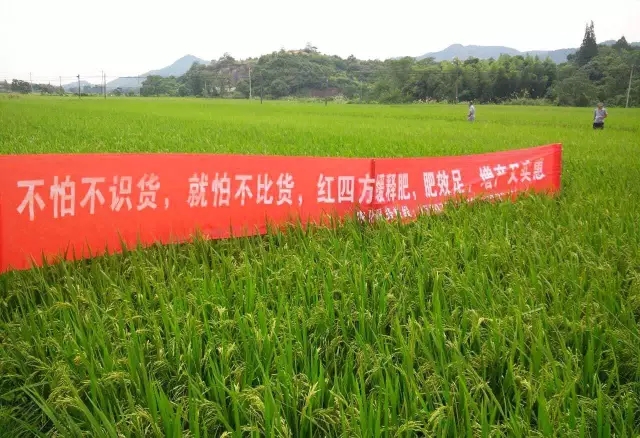 紅四方水稻緩釋肥陪伴我們迎來又一個豐收季！