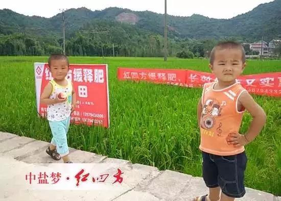水稻緩釋肥產品示范田