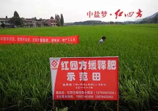 江西撫州東鄉縣的一塊紅四方緩釋肥示范田