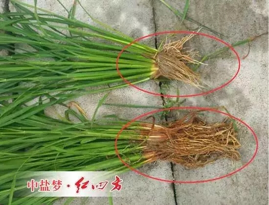 使用緩釋肥與其他肥料水稻根系相比較明顯發達，莖稈粗壯