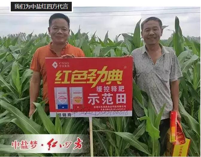 玉米施用紅色勁典緩釋肥,長勢好 玉米施用紅色勁典緩釋肥,長勢好