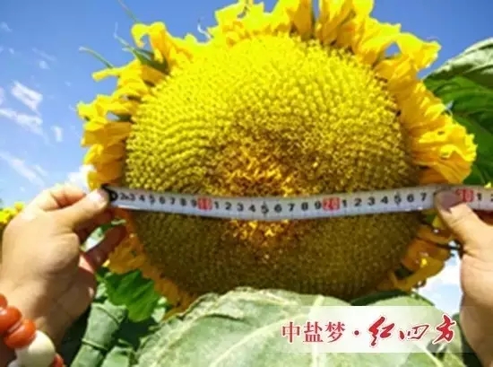 施用紅四方水溶肥的葵花籽飽滿、品質(zhì)高，籽粒收購(gòu)價(jià)每斤增加0.5元，葵花的產(chǎn)值每畝增加了880元，增幅達(dá)25%-27%。
