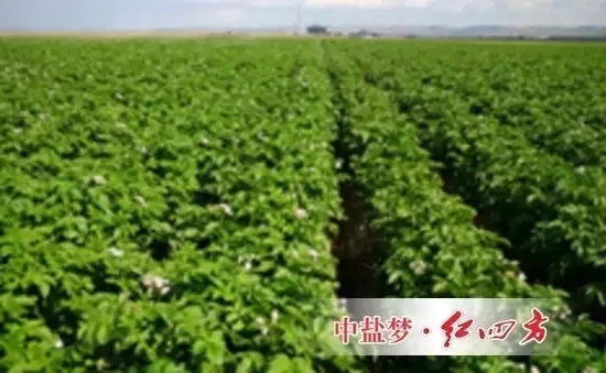 使用紅四方水溶肥全程追肥，能夠使馬鈴薯種植戶實(shí)現(xiàn)增產(chǎn)增收。