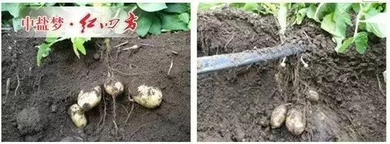 紅四方水溶肥追肥處理（左）與常規(guī)施肥處理（右）地下部塊莖的表現(xiàn)地下部塊莖對(duì)比的差異也很顯著，即在這一時(shí)期，施用紅四方水溶肥的馬鈴薯，薯塊膨大較大，大小均勻；常規(guī)施肥處理的馬鈴薯塊莖還比較小。