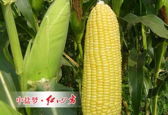 與常規(guī)灌 溉施肥相比，滴施液體肥可明顯提高甜玉米對(duì)氮、磷、鉀的吸收量；滴施液體肥處理甜玉米的穗重、穗長(zhǎng)、穗粗、百粒重、行粒數(shù)、產(chǎn)量、糖度分別比常規(guī)施肥處理的高 15.1％、2.1％、8.5％、12.3％、6.8％、10.0％、11.7％。