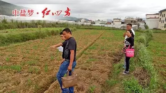 烈日下，我們陪客戶和當地土肥站工作人員，到紅四方示范田看施用控失肥的玉米苗長勢情況。