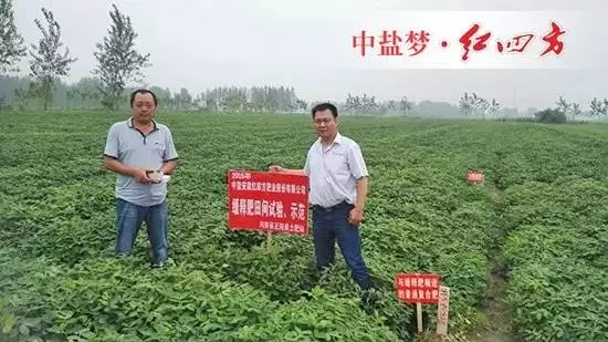 上午，在河南正陽土肥站劉站長、王剛的陪同下，我們一起去示范田觀摩。紅四方緩釋肥示范田與普通肥效果比較顯著，后期將繼續跟蹤…….
