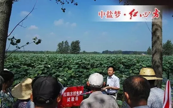 紅四方復合肥產品推廣經理黃總正在為大家介紹試驗田