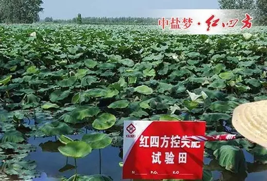 荷田長勢好，荷農樂呵呵！