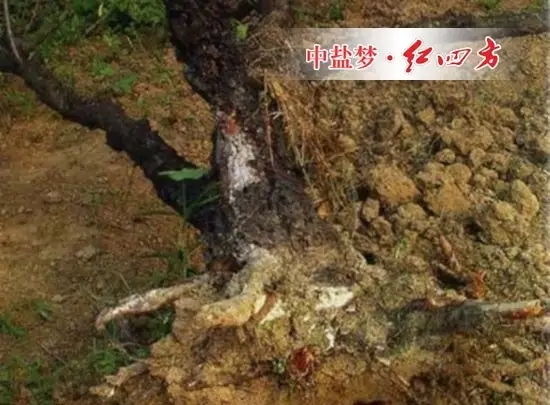大量使用腐熟不完全的農家有機肥導致爛根