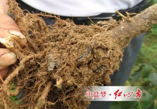 土壤板結，無管理造成爛根