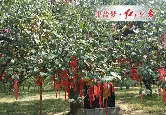 黃河故道示范區(qū)農(nóng)業(yè)綜合服務(wù)中心打造的“數(shù)字果園”梨樹(shù)王示范點(diǎn)成為最亮的一顆“明星”。