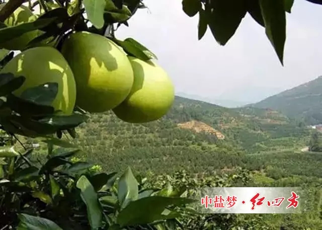 作為世界客都，葉帥故里的廣東梅州不僅山清水秀，環境優雅，而且民風淳樸，人杰地靈，紅四方在梅州地區的肥料銷售也有八年之久了。