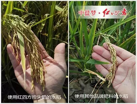 水稻用了紅四方控失肥后，我不再像往年那樣左一遍施肥，右又一遍追肥了，只要把底肥施足了