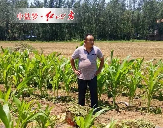 套種玉米、土豆，李滿意巡視自己家施用紅四方硫酸鉀復合肥長勢優良的土豆