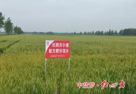 紅四方小麥專用肥，效果真不錯！