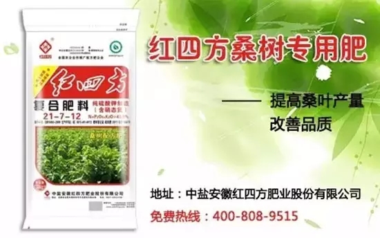 紅四方桑樹專用肥