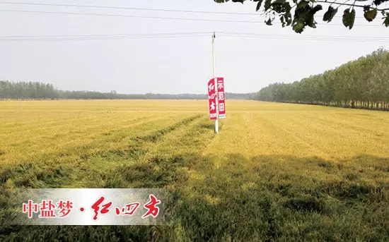 6月26日，在山東青州何官鎮水渠村山藥種植區，山藥長勢證明了紅四方增效控失肥的肥效。