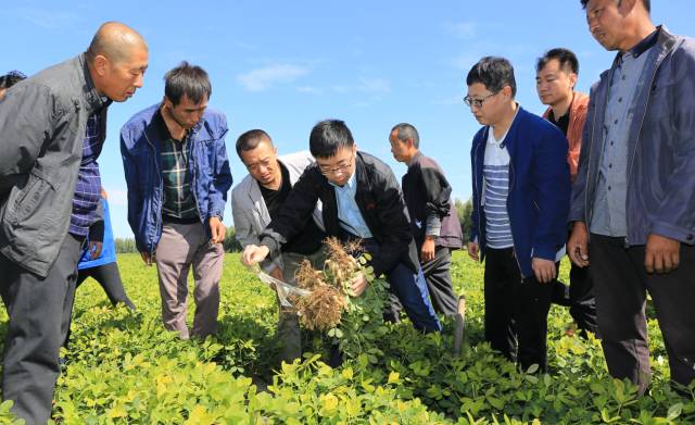 孟遠奪挖取示范田的花生進行觀察